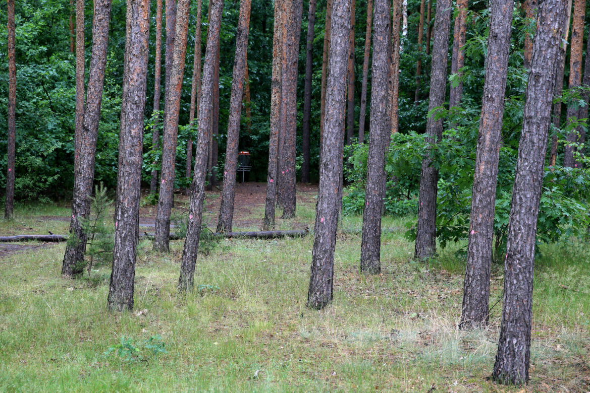 Wytną drzewa żeby zrobić Park Aktywności Rodzinnej. Mieszkańcy Wawra wściekli