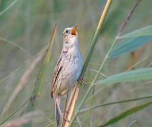 Jedno z 12 zwierząt może stać się symbolem roku. Trwa głosowanie