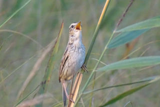 Jedno z 12 zwierząt może stać się symbolem roku. Trwa głosowanie