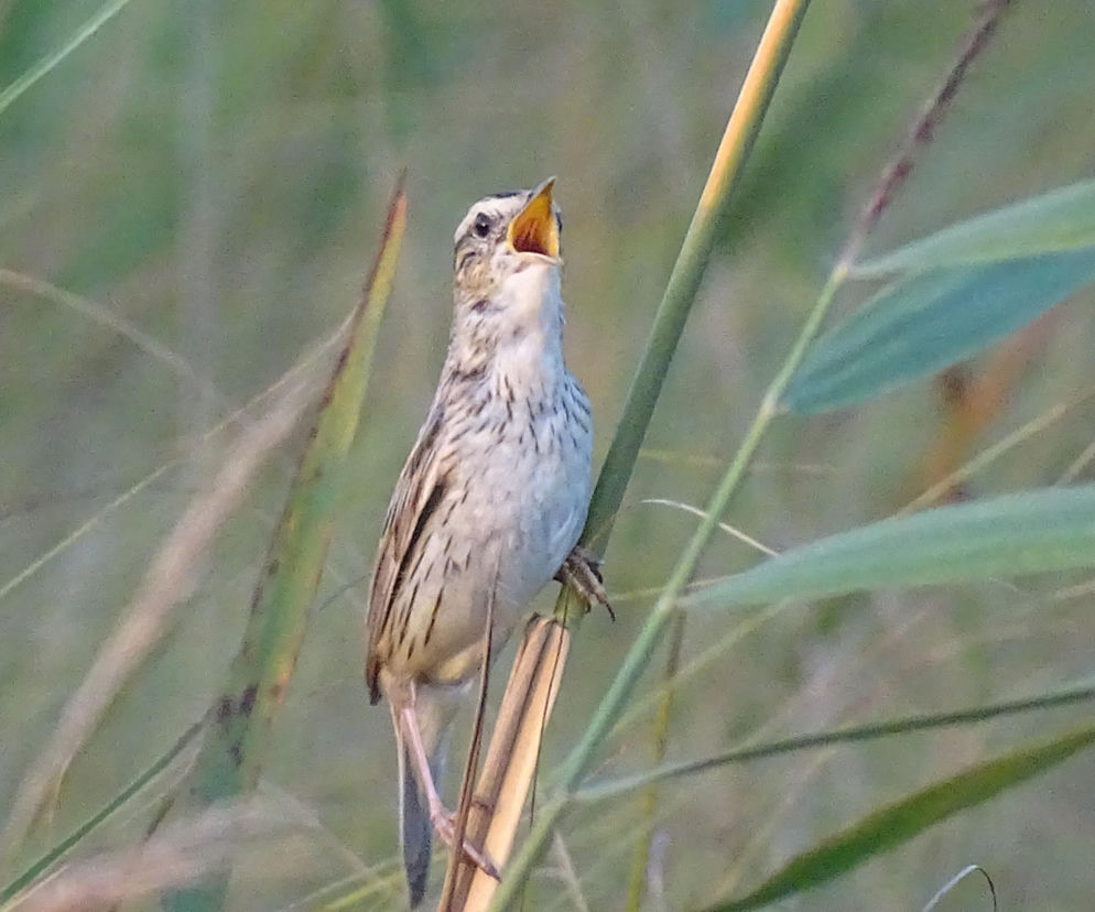 Jedno z 12 zwierząt może stać się symbolem roku. Trwa głosowanie