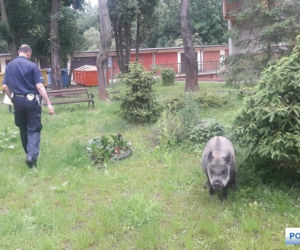 Dzik wystraszył dzieci i zjadł im pierogi