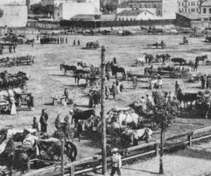 Krowa wbiegła do kina w Warszawie. To nie żart!