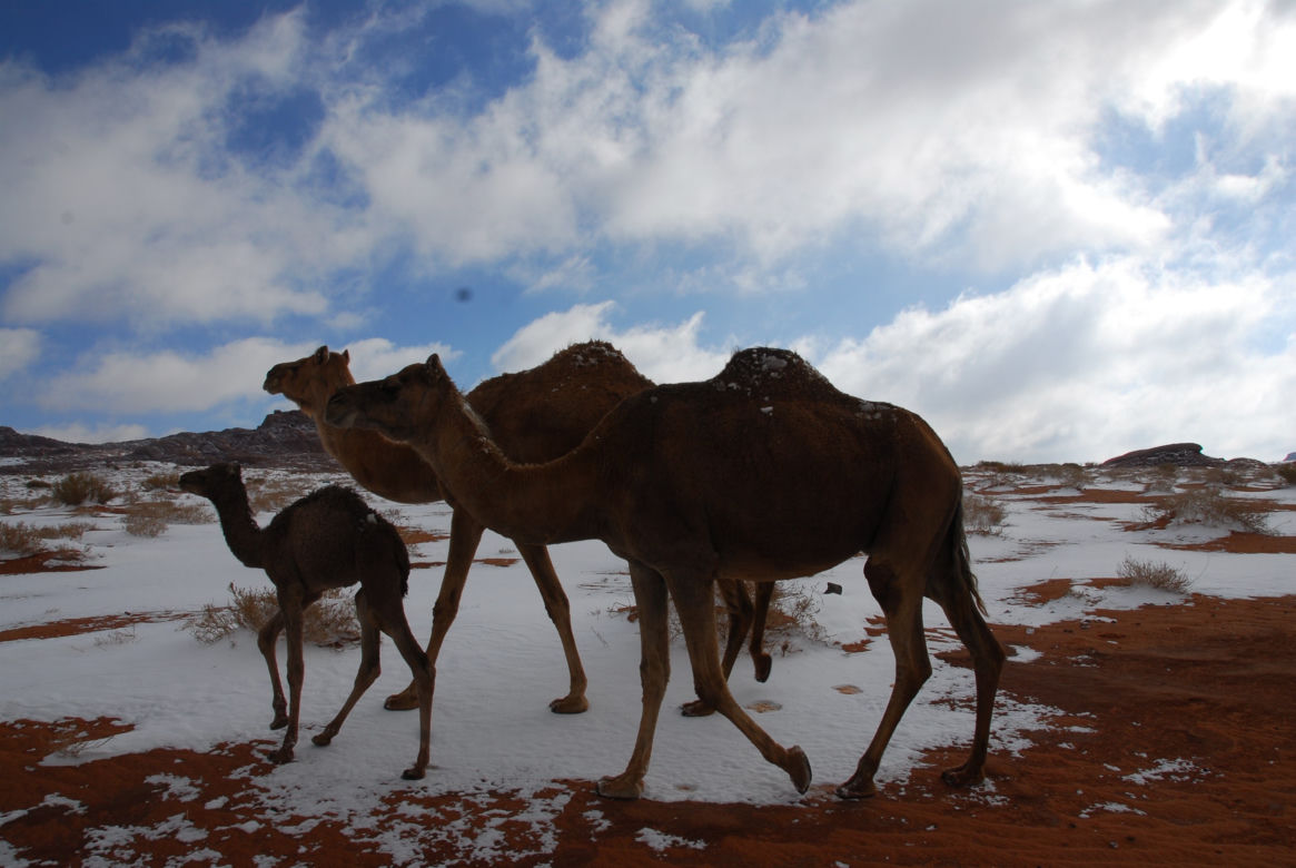 Koniec świata! Sahara zamarzła. Pustynię pokrył śnieg. ZDJĘCIA