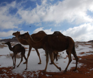 Koniec świata! Sahara zamarzła. Pustynię pokrył śnieg. ZDJĘCIA