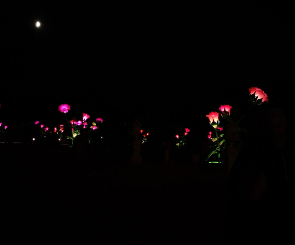 Monumentalne róże w Ogrodach Branickich robią wrażenie. Wieczorne iluminacje cieszą oczy