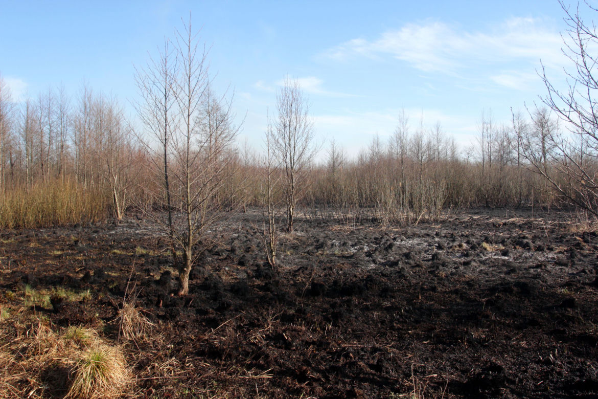 Biebrzański Park Narodowy UGASZONY. Zobacz, jakie zniszczenia spowodował ogień