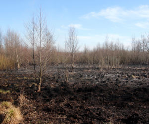 Biebrzański Park Narodowy UGASZONY. Zobacz, jakie zniszczenia spowodował ogień