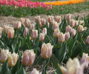 Tulipany na polach w Chrzypsku Wielkim