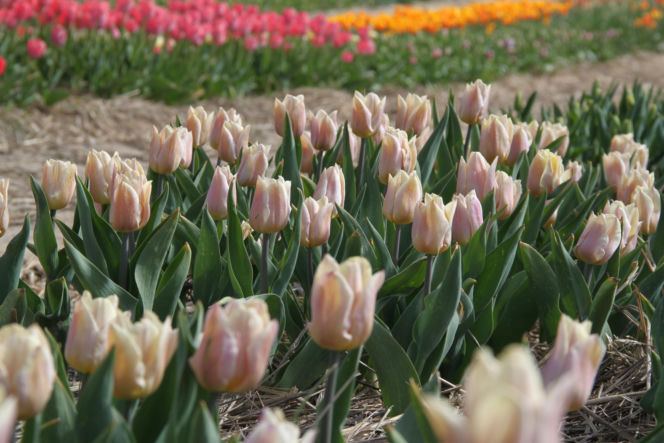 Tulipany na polach w Chrzypsku Wielkim