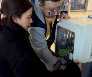 Malwina Wędzikowska uratowała psa