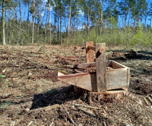 W Lesie Sekulskim rośnie już kilkaset nowych, młodych buków! Drzewa zasadzili członkowie siedleckiego samorządu i leśnicy