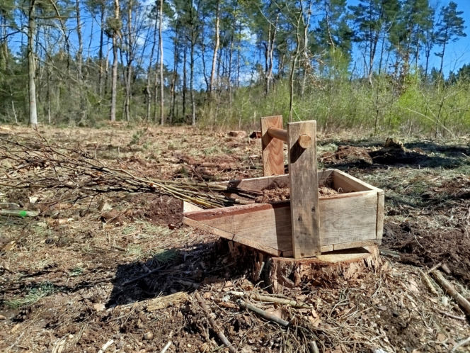 W Lesie Sekulskim rośnie już kilkaset nowych, młodych buków! Drzewa zasadzili członkowie siedleckiego samorządu i leśnicy