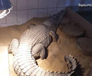 Mężczyzna nielegalnie przetrzymywał... lwy i krokodyle!