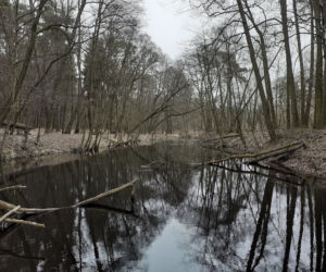 Ochrona żab na Barbarce
