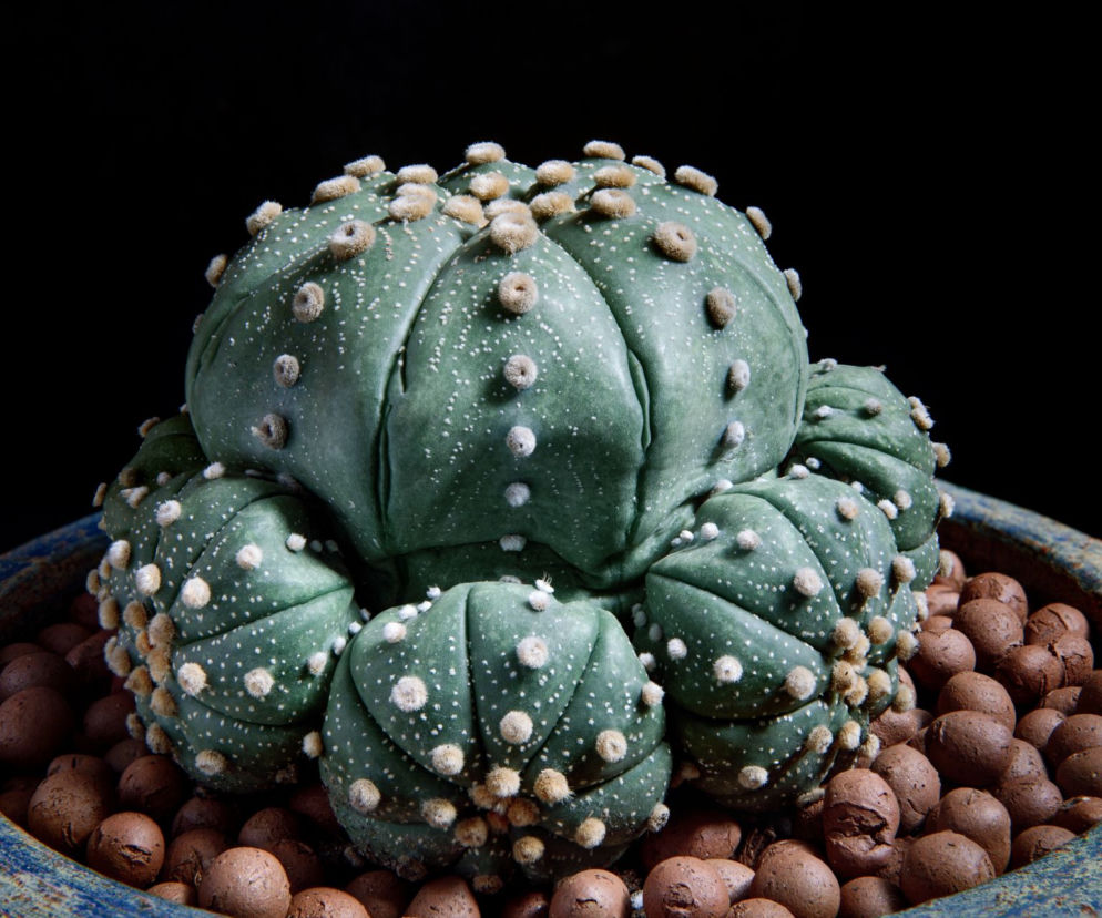 Astrophytum asterias