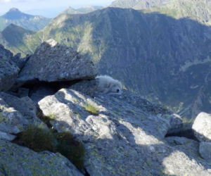 140 km po Tatrach w tydzień. Ten bezpański pies jest królem internetu