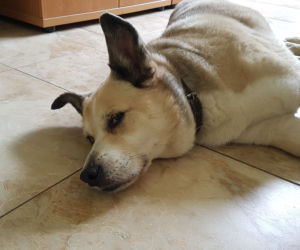 Pies Maks od 12 lat mieszka w szkole!