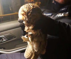 Policjanci z międzyrzeckiej drogówki uratowali ranną sowę