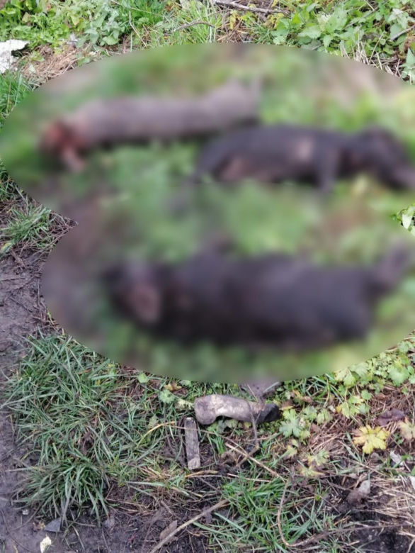 HORROR pod Krakowem. Zwierzęta jadły się nawzajem z głodu