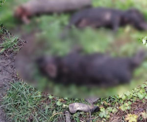 HORROR pod Krakowem. Zwierzęta jadły się nawzajem z głodu