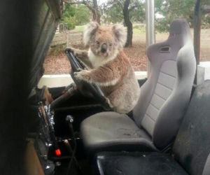 Koala ukradla nam terenówkę