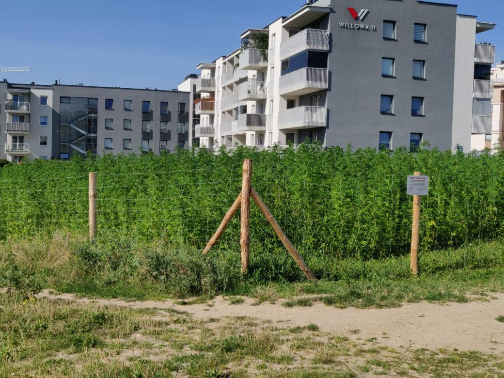 Na słynnej lubelskiej plantacji jest już zielono