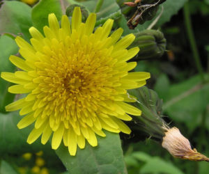 Jak pozbyć się mleczy z trawnika? Ten domowy oprysk sprawi, że znikną z twojego ogrodu