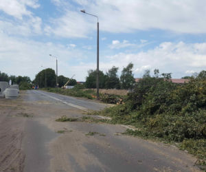 Były starsze od niejednego mieszkańca Leszna.  Z ul. Szybowników znikają dorodne lipy