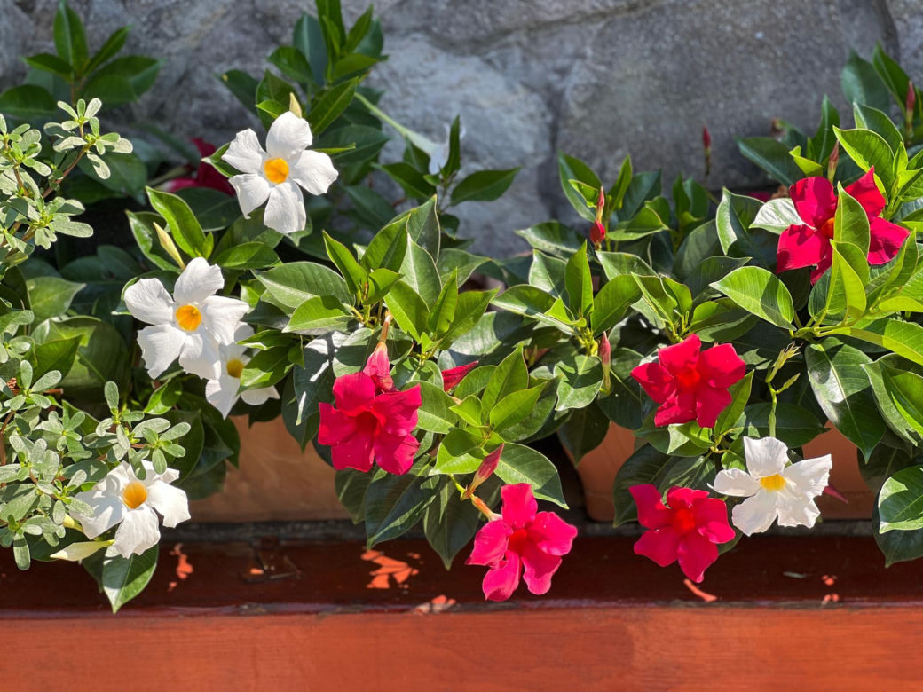 Dipladenia, mandevilla