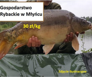 Ile kosztuje kilogram żywego karpia z wody od lokalnych hodowców?