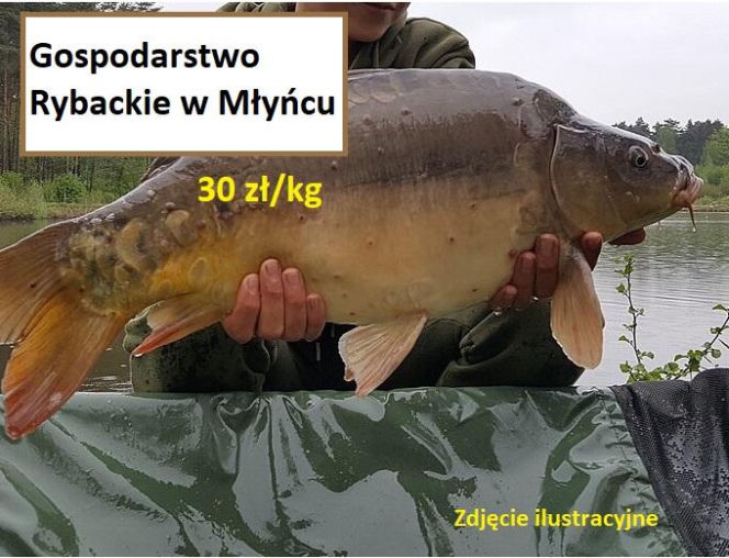 Ile kosztuje kilogram żywego karpia z wody od lokalnych hodowców?