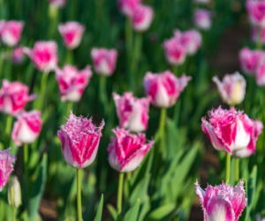 Tulipany strzępiaste