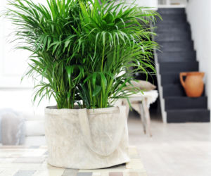 Chrysalidocarpus lutescens_BKH.jpg