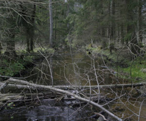 Miejsce na spacer blisko Białegostoku