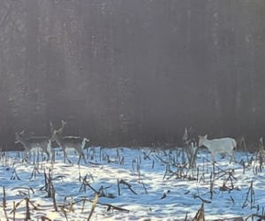 Patronus Harry'ego Pottera widziany w polskim lesie? Zrobili ZDJĘCIA niezwykłemu zwierzęciu!