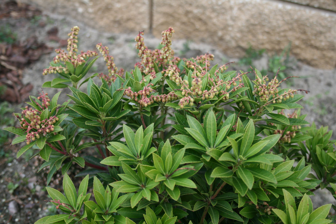 Pieris japoński