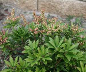 Pieris japoński