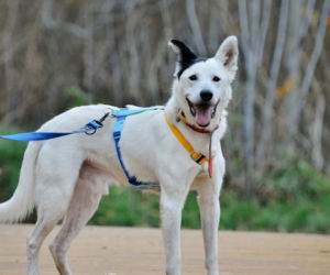 Marley - pies do adopcji