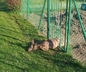 Braniewo. Koziołek utknął między szczeblami ogrodzenia. Udana akcja strażaków [ZDJĘCIA]