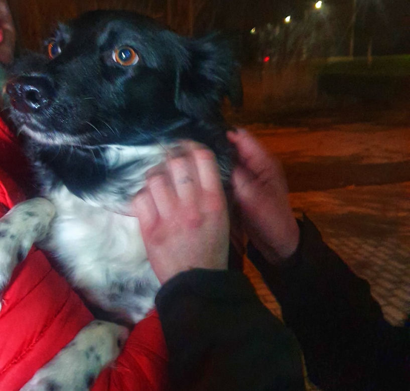 Suczka padła ofiarą zoofila?! Zwierzę ma nowy dom, ale ciągle się boi