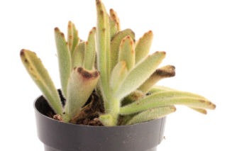 Żyworódka omszona = Kalanchoe omszone - Kalanchoe tomentosa