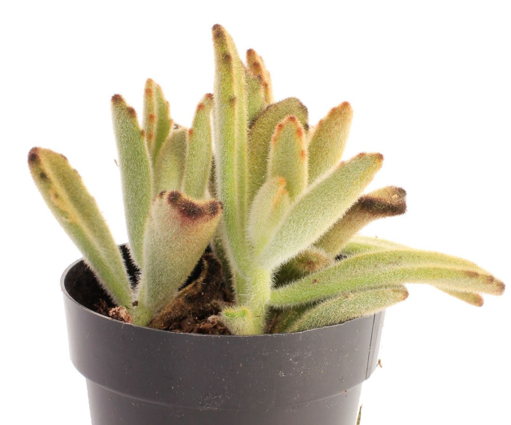 Kalanchoe tomentosa