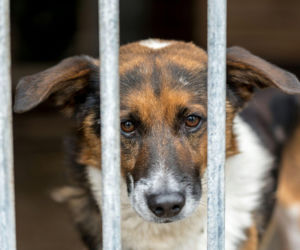 Azyl w Kuflewie zmieni lokalizację? Gmina podała termin likwidacji 