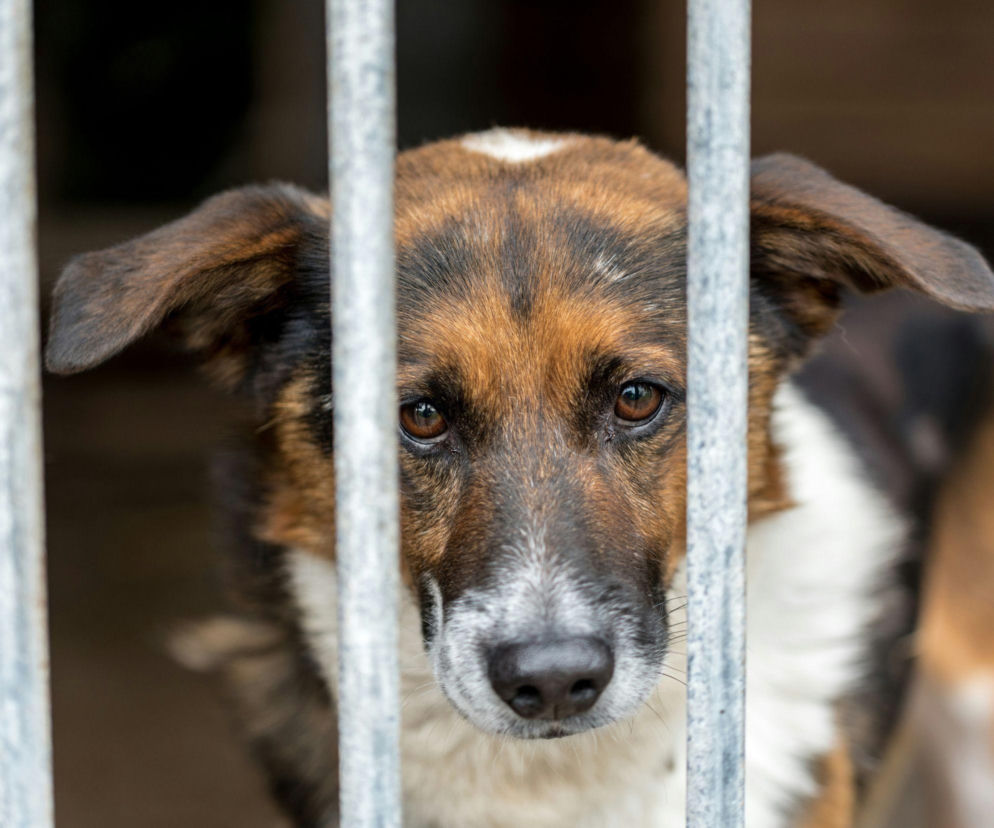 Azyl w Kuflewie zmieni lokalizację? Gmina podała termin likwidacji 