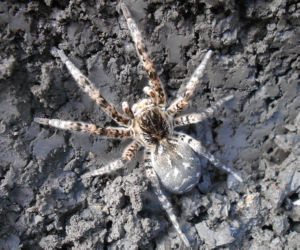 Tarantula ukraińska