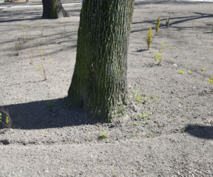 Od dziś otwarte lasy i parki. Ale parki Heermanna i Jonstona wciąż ogrodzone