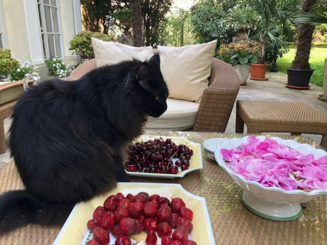 Maryla Rodowicz - koty nie przejedzą emerytury gwiazdy