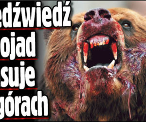 Niedźwiedź ludojad grasuje w górach