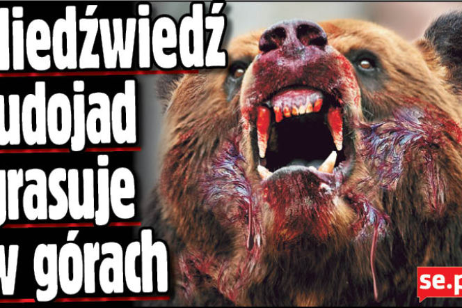 Niedźwiedź ludojad grasuje w górach