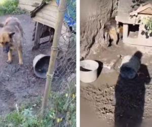 Trzy psy z jednej z posesji w powiecie wejherowskim żyły w dramatycznych warunkach